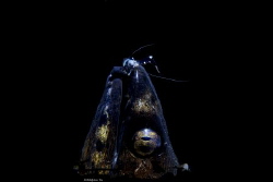 Friendship
Location :Lembeh Indonesias
Canon 5dsr
Cano... by Yung Sen Wu 